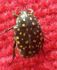 Protaetia niveoguttata