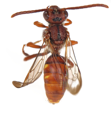 Nomada integerrima