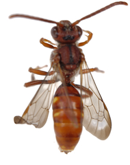 Nomada integerrima