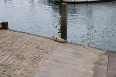 Halichoerus grypus atlantica