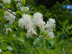 Ceanothus sanguineus