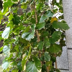 Polyscias balfouriana