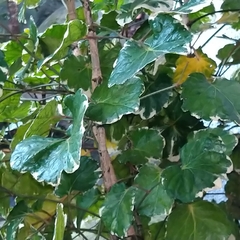 Polyscias balfouriana