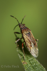 Rhypodes