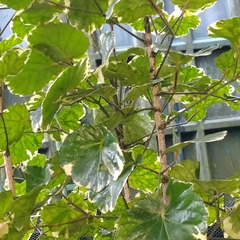 Polyscias balfouriana