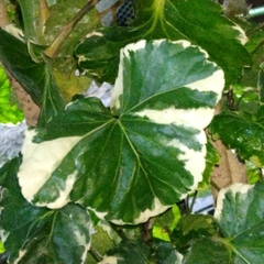 Polyscias balfouriana