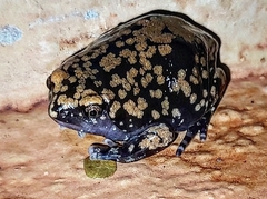 Dermatonotus muelleri