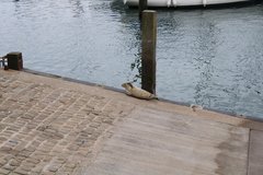 Halichoerus grypus atlantica