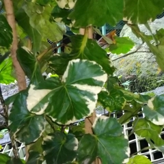 Polyscias balfouriana