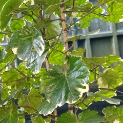 Polyscias balfouriana