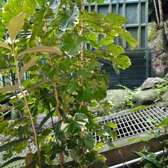 Polyscias balfouriana