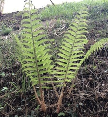 Polystichum setiferum