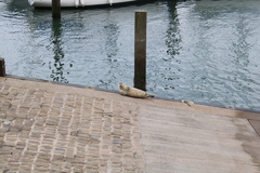 Halichoerus grypus atlantica