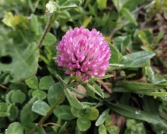Trifolium pratense