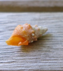 Cerithium litteratum