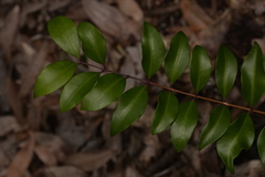 Pilidiostigma glabrum