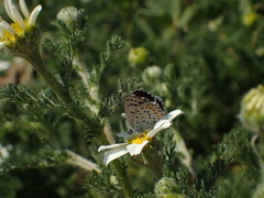 Pseudophilotes baton