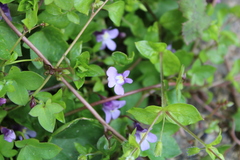 Cymbalaria muralis