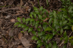 Pilidiostigma glabrum