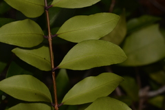 Pilidiostigma glabrum