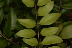 Pilidiostigma glabrum