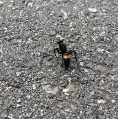 Stizoides renicinctus