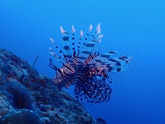 Pterois