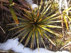 Celmisia armstrongii