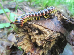Apheloriini
