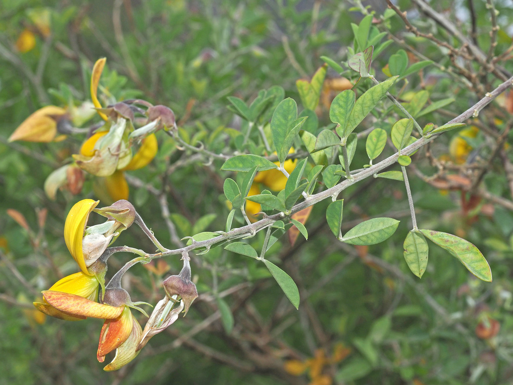 Sc Rattlepod Cape Rattlepod from Greyton, Cape Winelands, Western Cape, South Africa ...