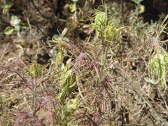 Pedicularideae