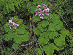 Pelargonium greytonense