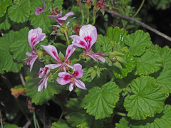 Pelargonium greytonense