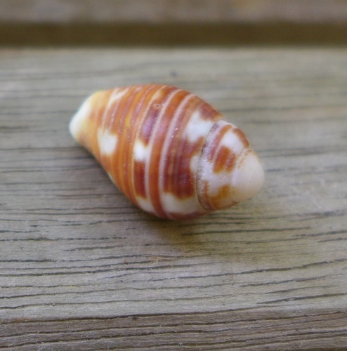 Merchant Dove Shell