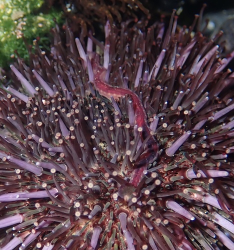 Flabesymbios commensalis
