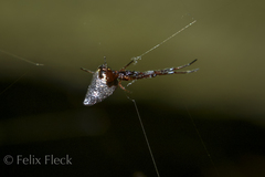 Argyrodes antipodianus