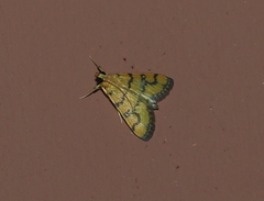 Glycythyma leonina