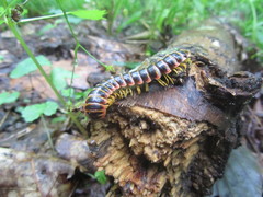 Apheloriini