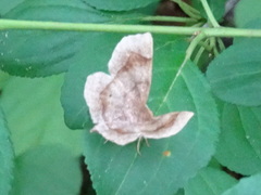 Metarranthis indeclinata