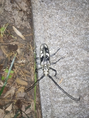 Batocera lineolata