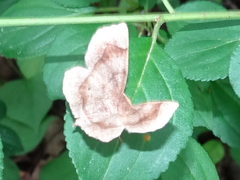 Metarranthis indeclinata