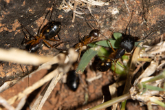 Camponotus maculatus