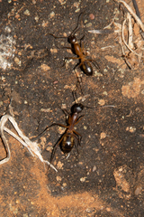 Camponotus maculatus