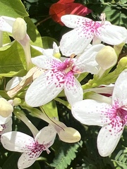 Pseuderanthemum carruthersii