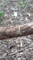 Tortrix viridana