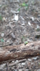 Tortrix viridana