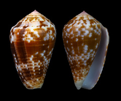 Conus catus