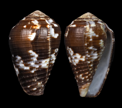 Conus catus