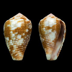 Conus catus
