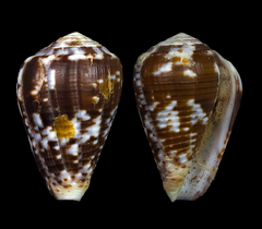Conus catus